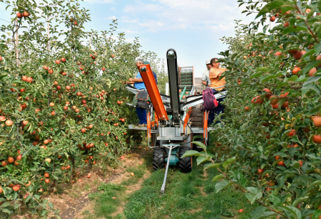 Harvest,Assistant,On,A,Machine,For,Automatic,Harvesting,Of,Ripe